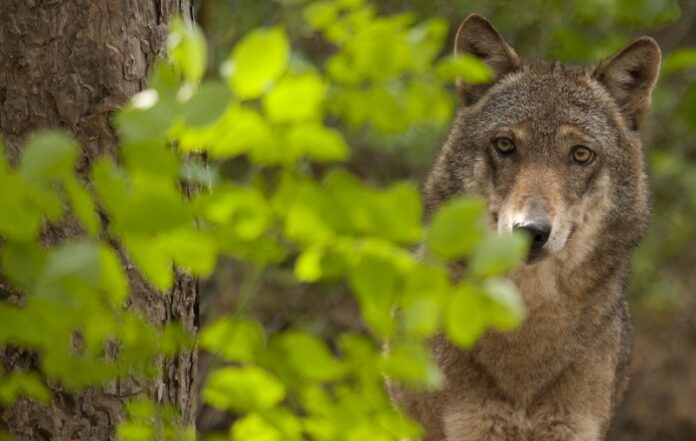 lupo appenninico di Giancarlo Mancori - WWF Italia