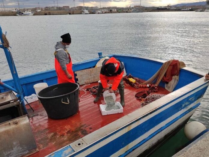 pesca della sardella