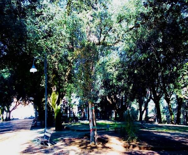 piantumazione alberi nella villa vecchia