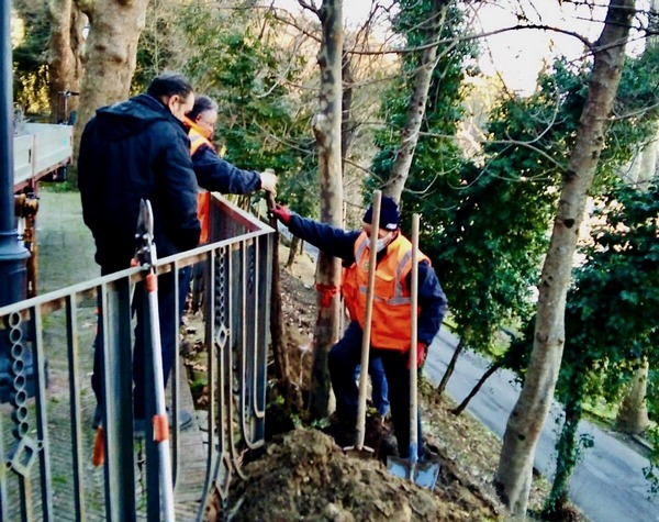 piantumazione alberi nella villa vecchia 