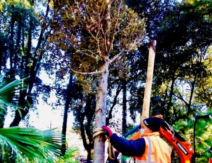 piantumazione alberi nella villa vecchia