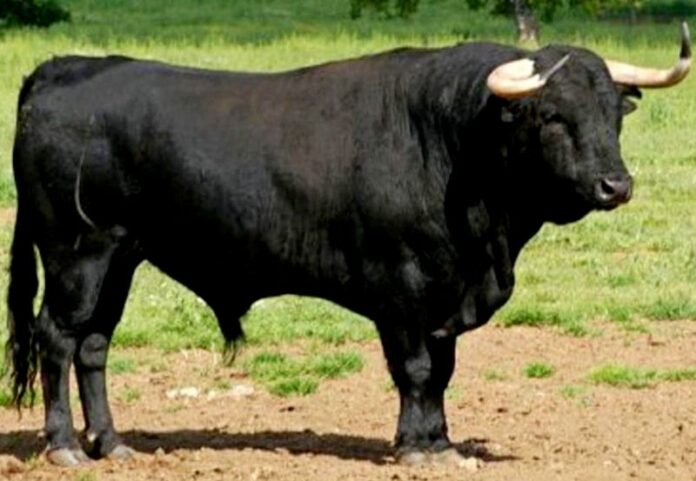 toro