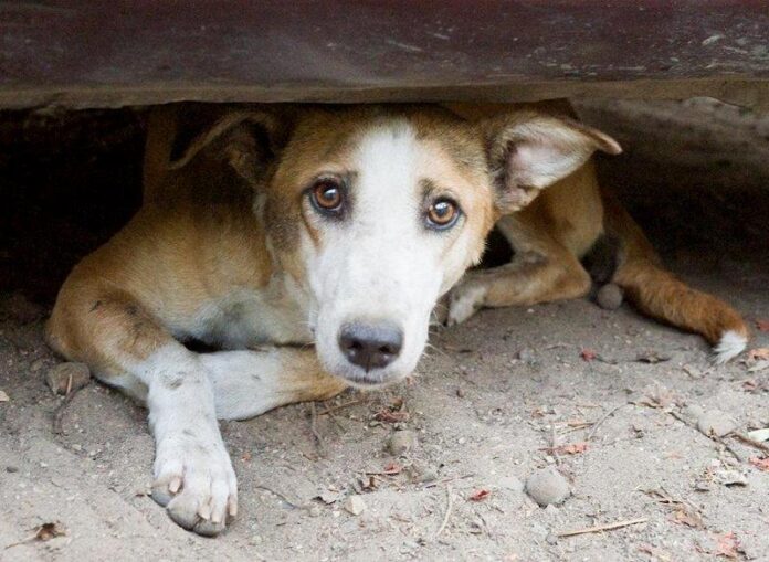 cani randagi save the dogs