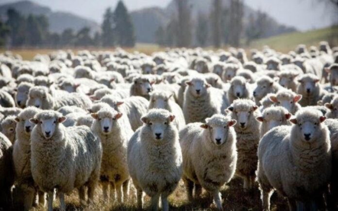 termine spregevole immunità di gregge Coronavirus