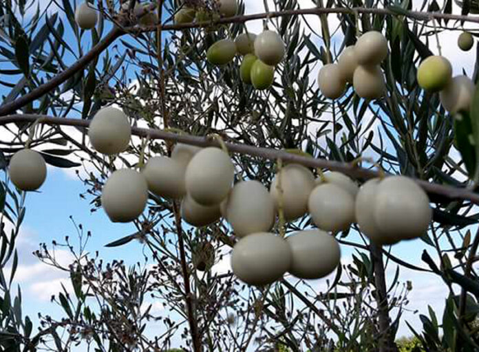 olive bianche calabria