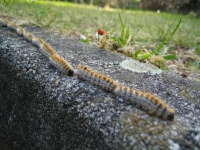 emergenza processionaria pino sila