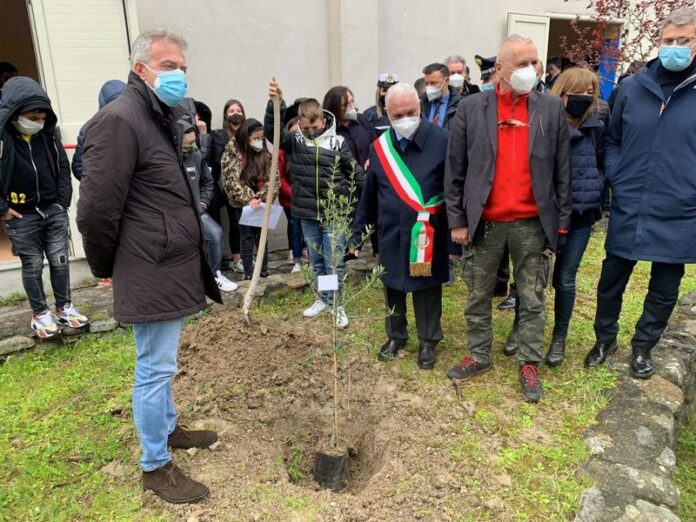 san luca ulivo bianco legalità