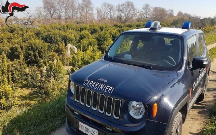 agrumeti fiume Crati denunce