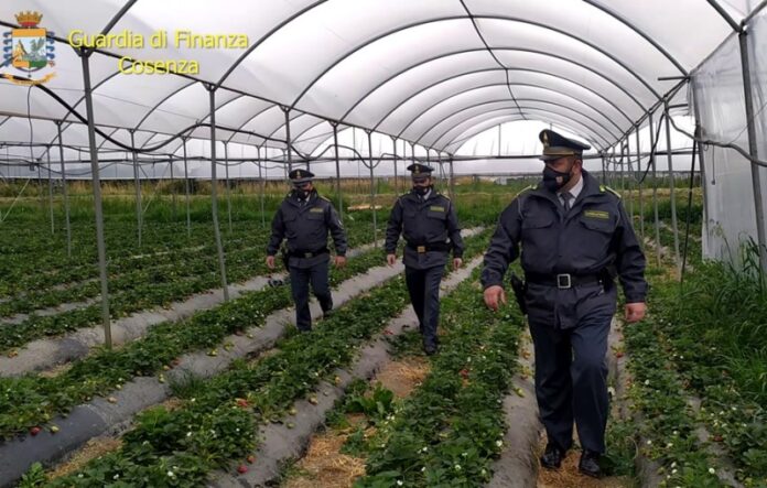 aziende agricole gdf