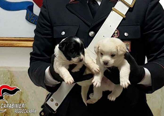 cuccioli cane salvati cc