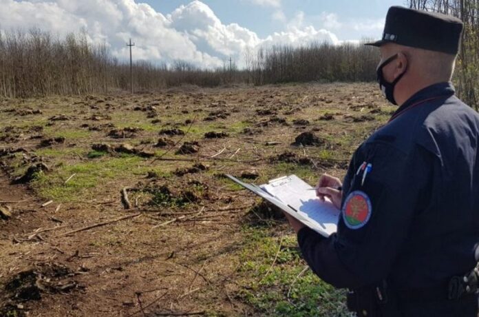 furto bosco castagneto