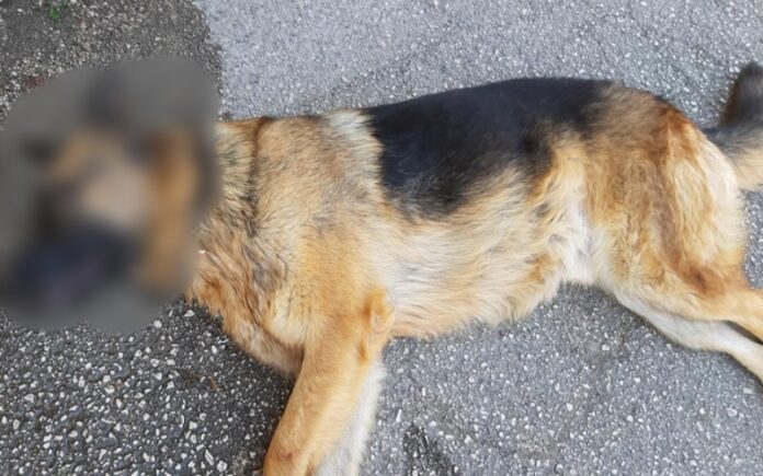 pastore tedesco investito e lasciato morire sulla strada