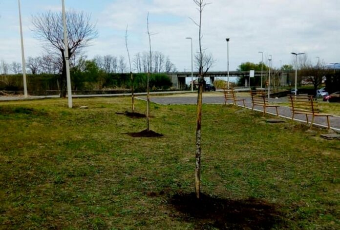 verde urbano alberi cosenza