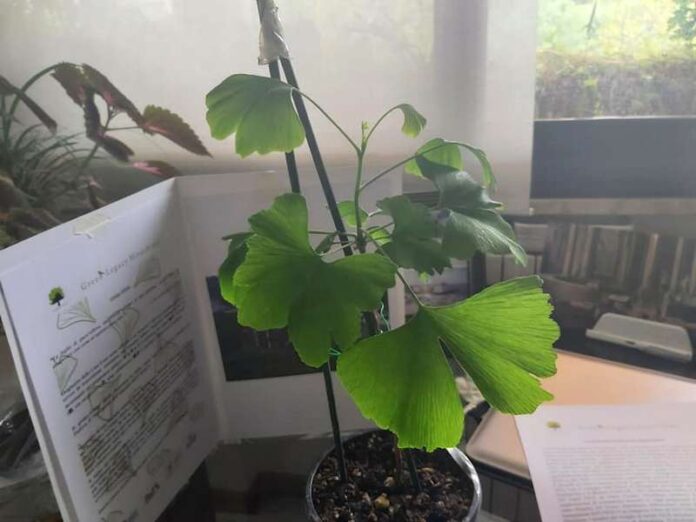 Ginkgo