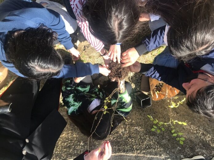 Mandatoriccio - Un albero per il futuro