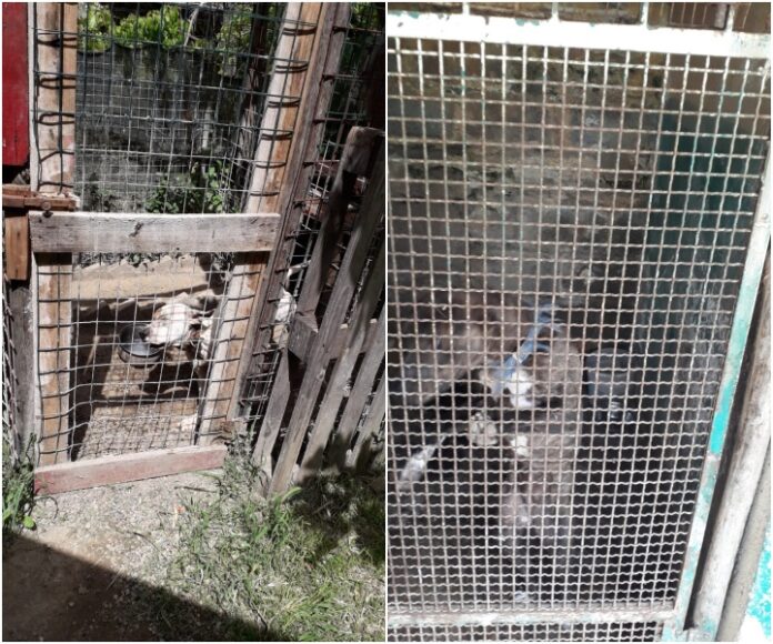 sequestrato allevamento di cani da combattimento