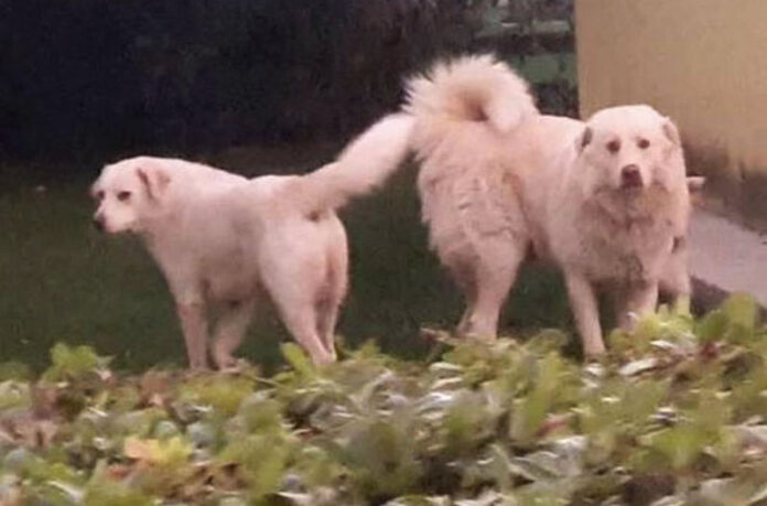 cani uccisi frascineto