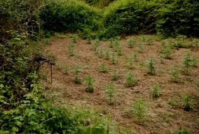 piantagione cannabis olandese