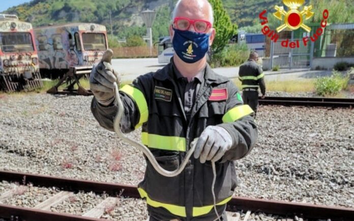 serpente in pullman ferrovie della calabria