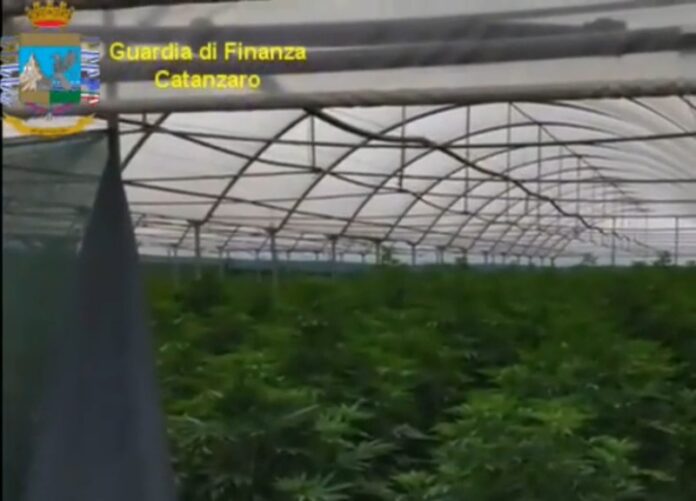 arresto coltivazione cannabis lamezia terme
