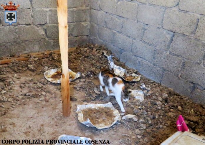 gatti detenuti struttura fatiscente