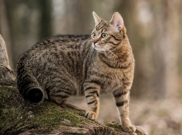 gatto