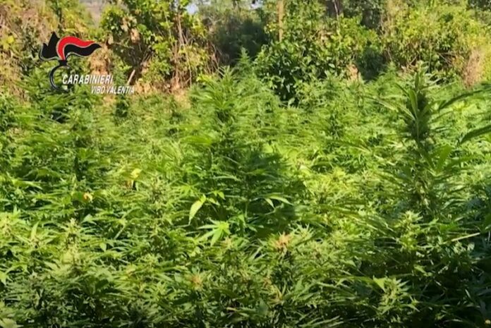 piantagione marijuana