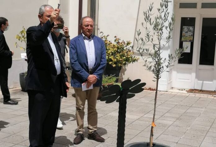 piantato albero ulivo cosenza covid