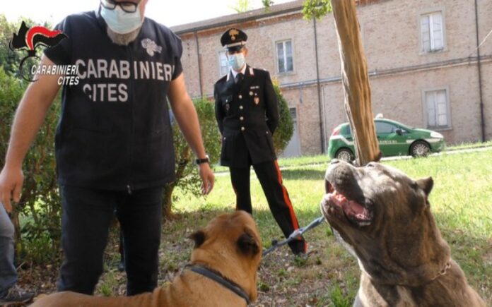 veterinari denunciati