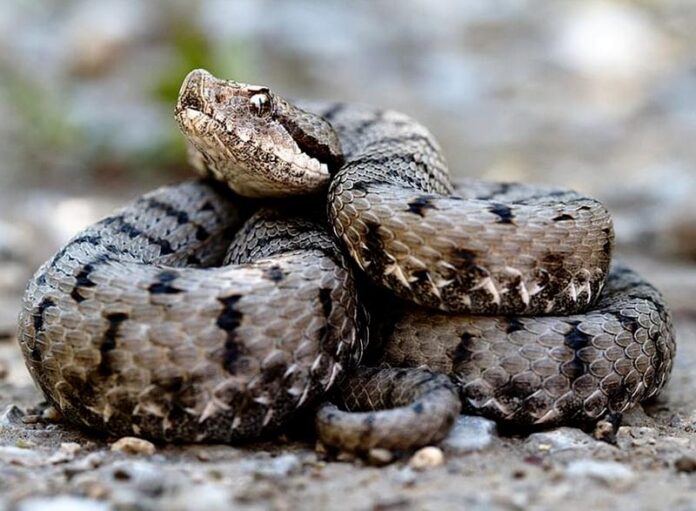 bambina morsa vipera