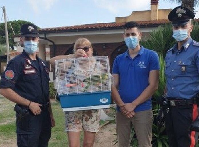 Ricadi ritovamento pappagallo