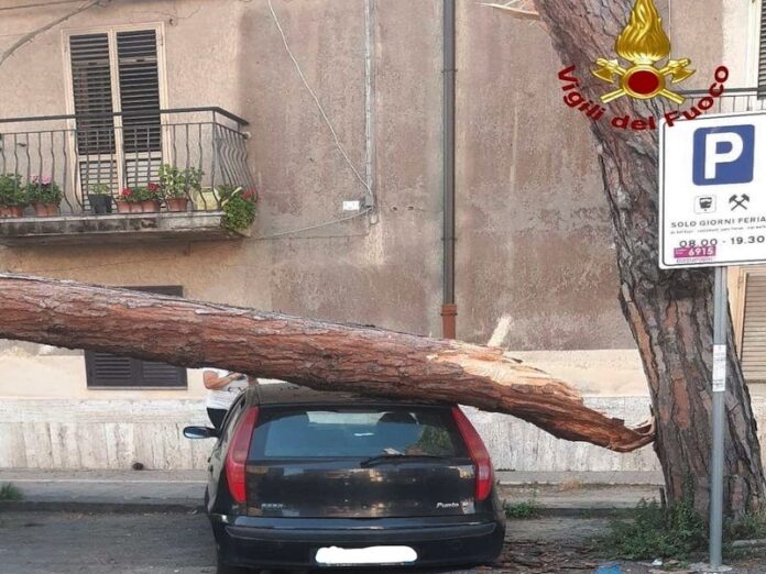 cade albero su auto vibo