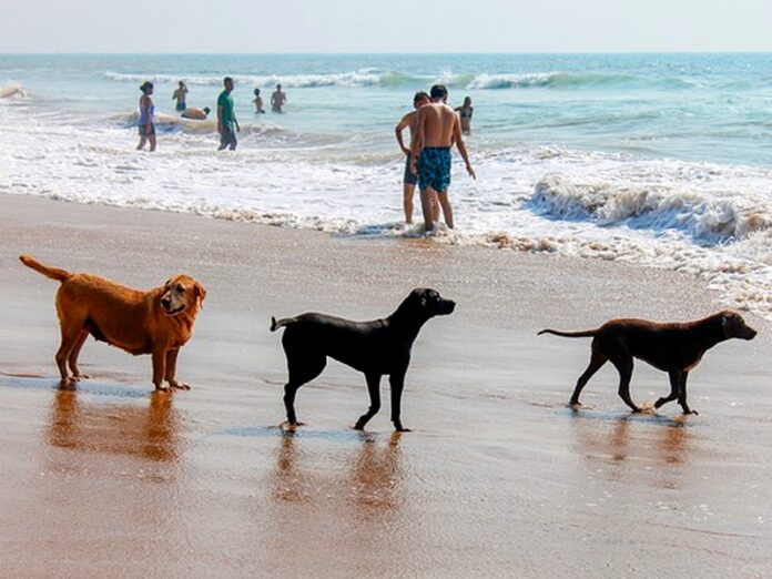 cani sulla spiaggia