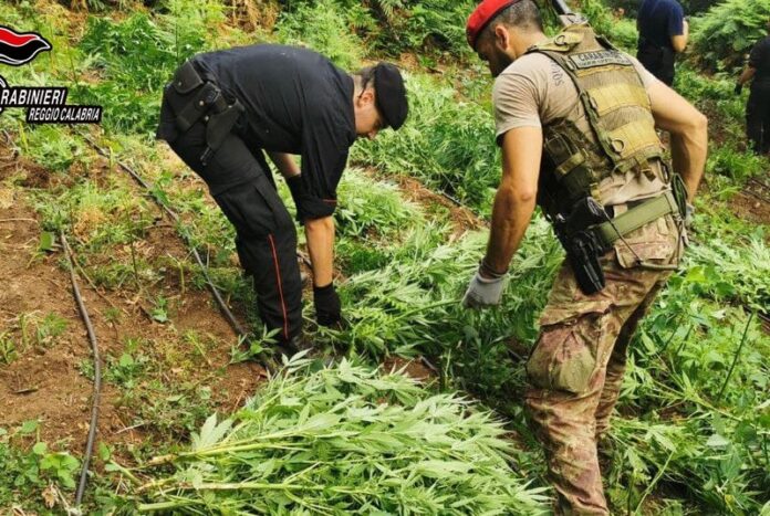 cinquefrondi piantagione marijuana