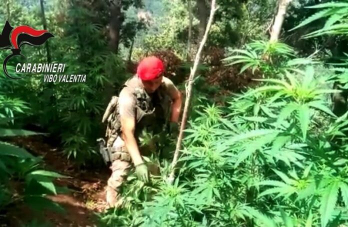 piantagione canapa indiana vibo