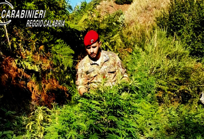 piantagione marijuana Grotteria
