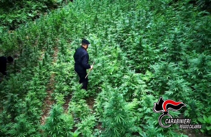 piantagione marijuana Taurianova
