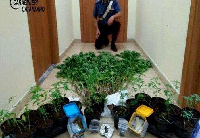 piante marijuana Vallefiorita