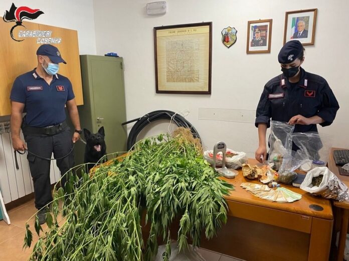Carabinieri scoprono coltivazione di marijuana