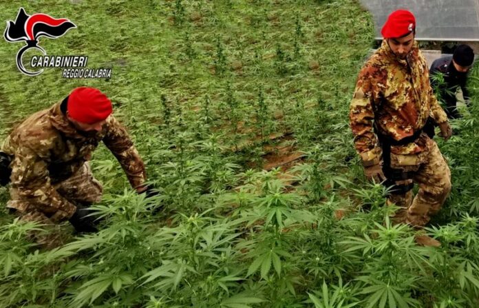 sequestro piantagione marijuana