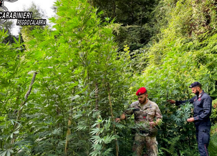 Mammola piantagione marijuana distrutta