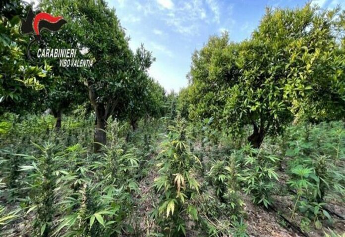 San Calogero droga marijuana