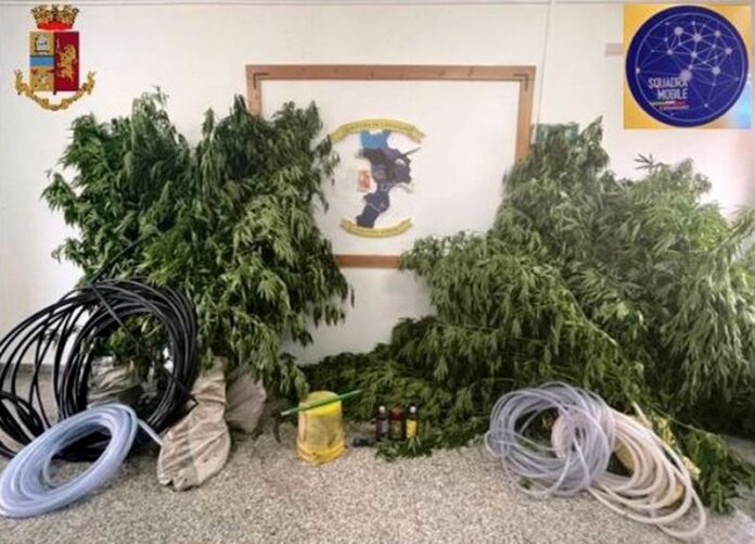 canapa marijuana catanzaro