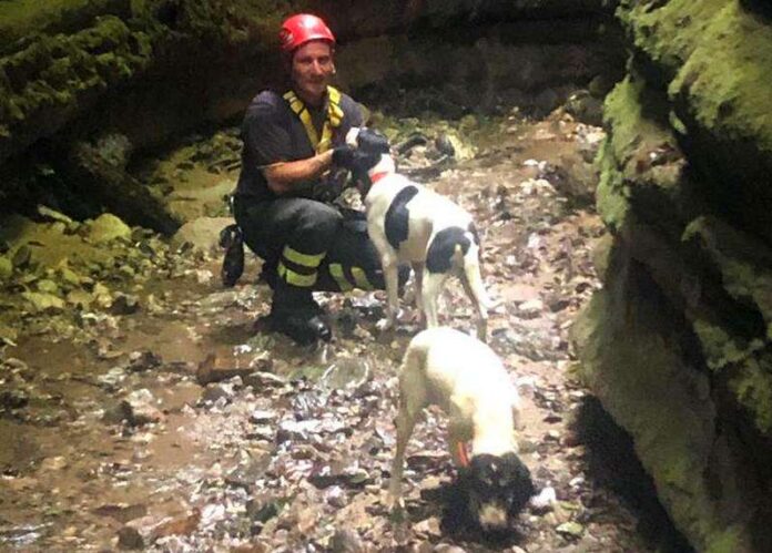 cani burrone vigili del fuoco