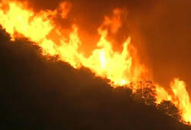 incendio uliveto