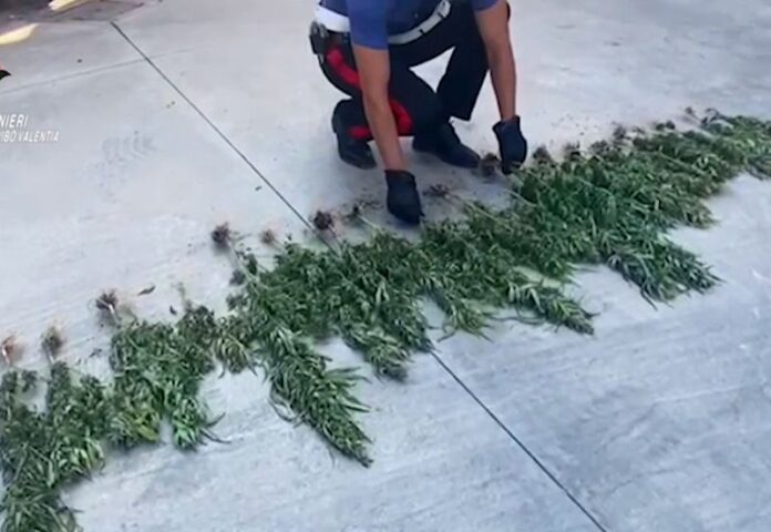 marijuana vibo marina