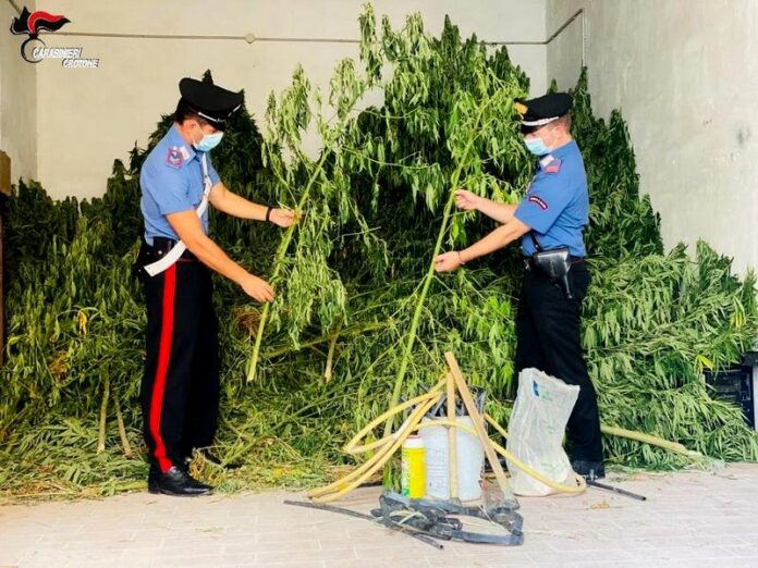 piantagione marijuana Casabona
