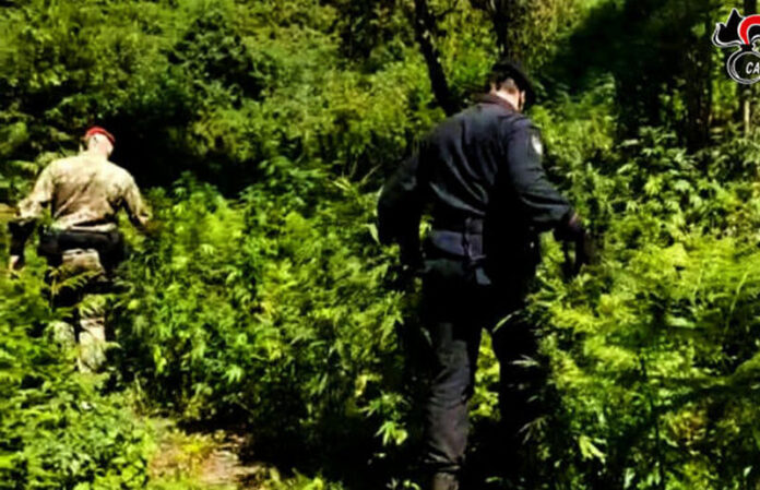 piantagione marijuana aspromonte