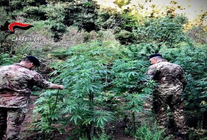 piantagioni marijuana