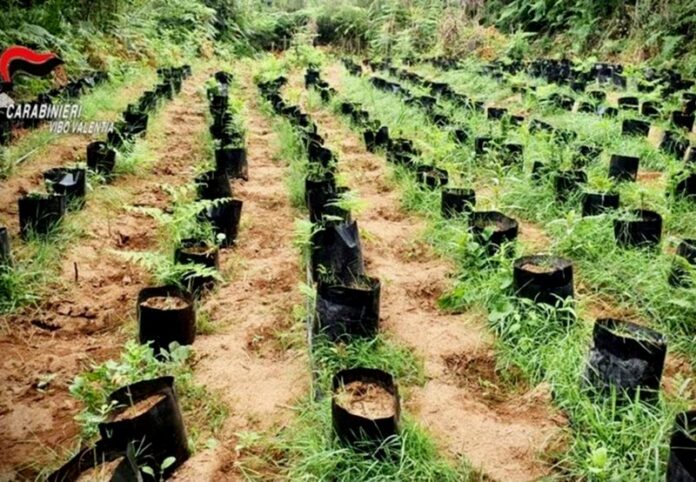 vivaio marijuana ariola